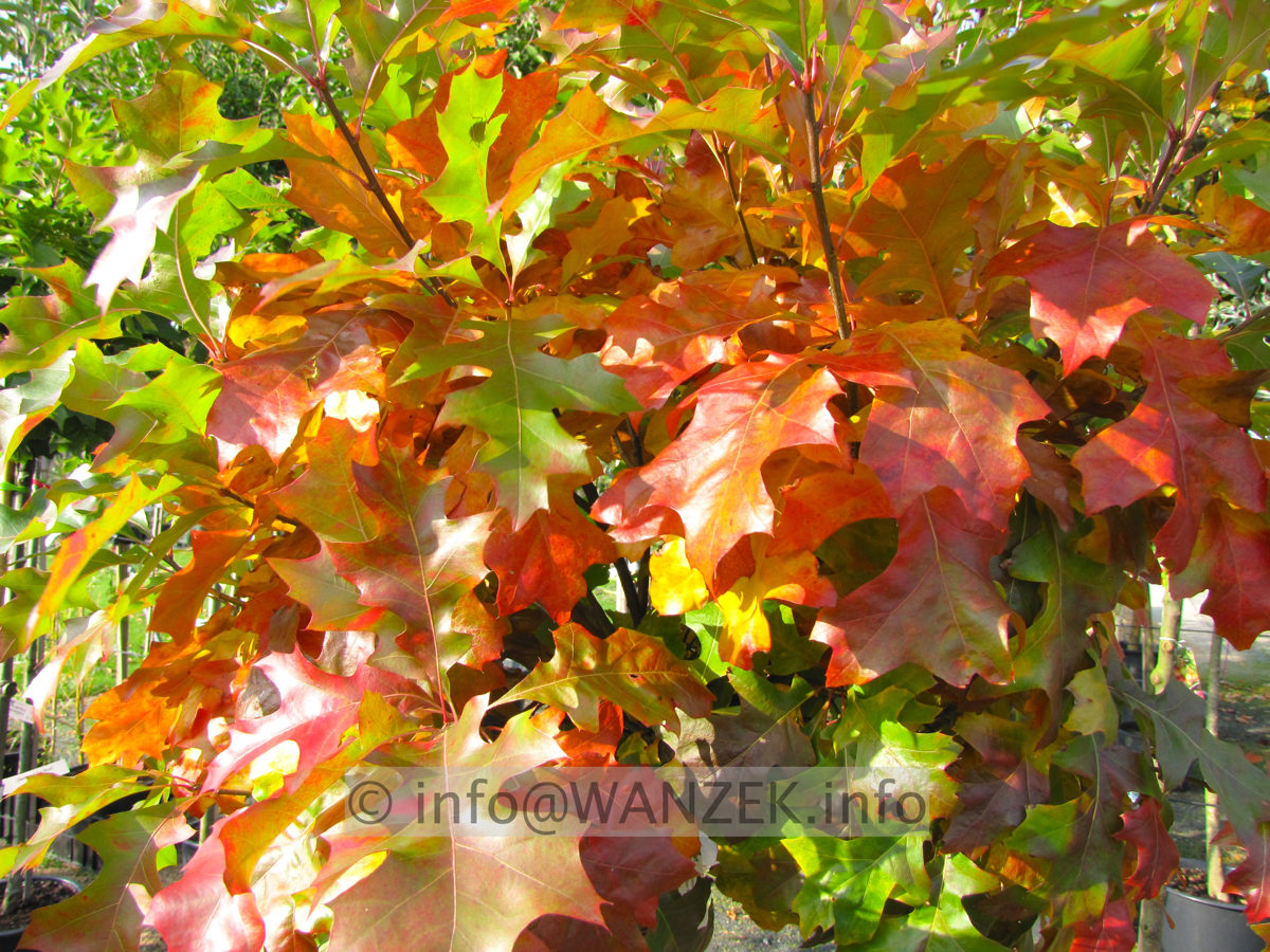 Quercus palustris Green Dwarf 02.jpg